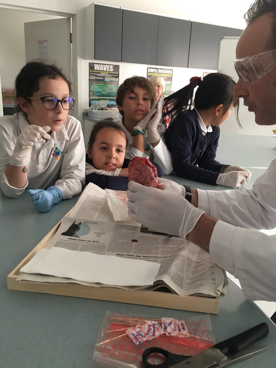 gwasgrade3's tweet photo. Whow! Is a heart that smooth and heavy? Grade 3 seeing their first heart demonstration.@gwaswissg3a @gwaswissg3b@ https://t.co/lWy6pJeiJR
