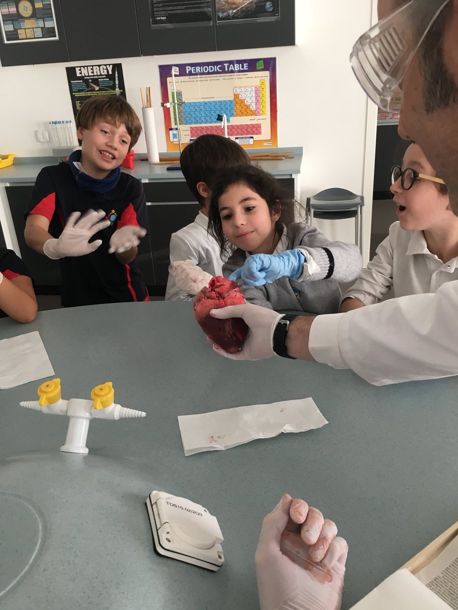 gwasgrade3's tweet photo. Whow! Is a heart that smooth and heavy? Grade 3 seeing their first heart demonstration. @gwaswissg3b @GWASwitzerland https://t.co/nAVSkyzN2O