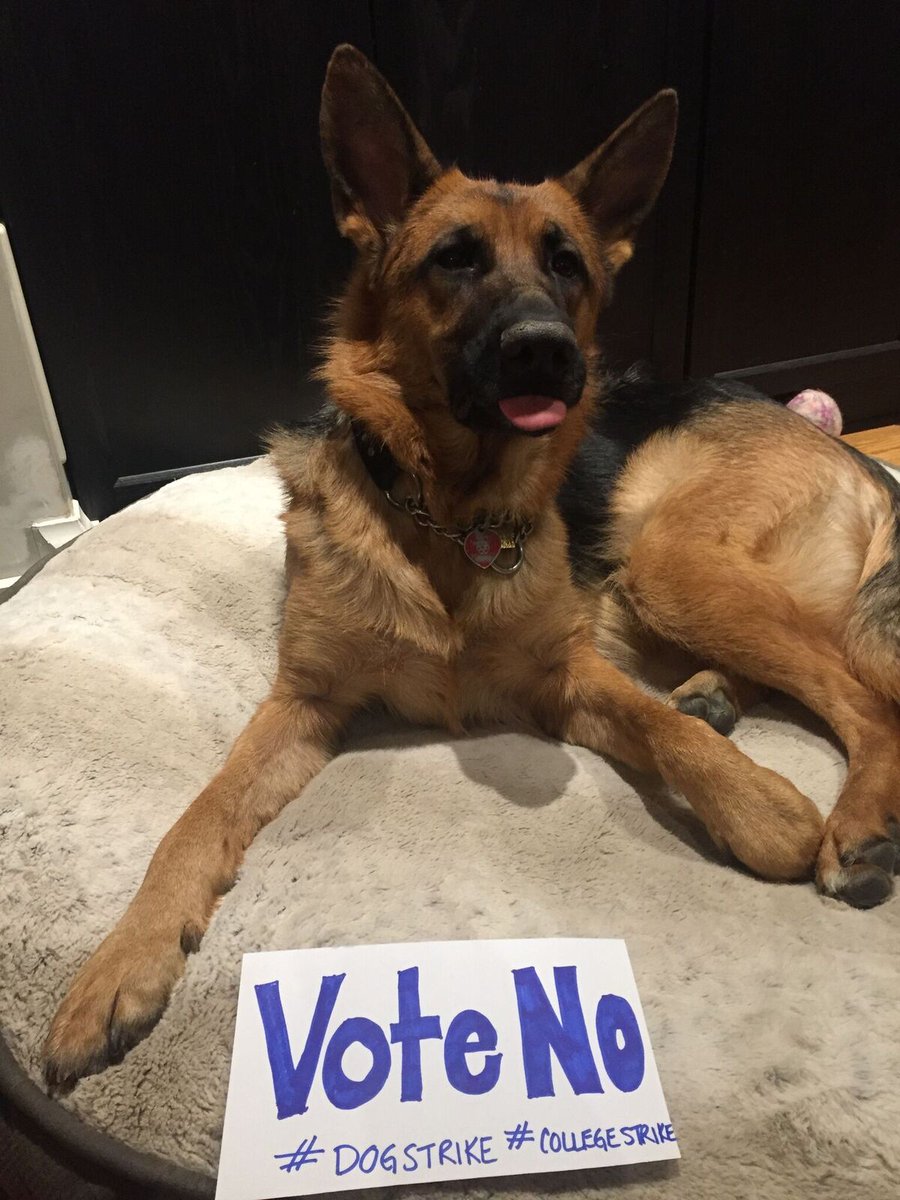 Faculty560's tweet photo. This is what Annie thinks of the #CEC offer. If only Annie had opposable thumbs + a faculty contract, she'd be a hard #FacultyVoteNO ! #DogStrike #RejectTheOffer #StudentsFirst #StandWithFaculty https://t.co/xubA8TvyJ4