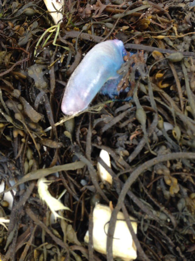 beach_womble's tweet photo. #jellyfish Portuguese Man 'o War in St Ouen's Bay #Jersey.  One of 5 on the stretch of beach @StatesofJersey https://t.co/0iAffY0FPv