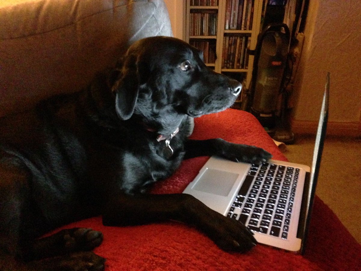 PetsofGMBYM's tweet photo. Comrade Marley is busy writting motions for @GMBYoungMembers Summit, haven't the heart to tell him he's not on the delegate list. https://t.co/fZ2et7Xkv8