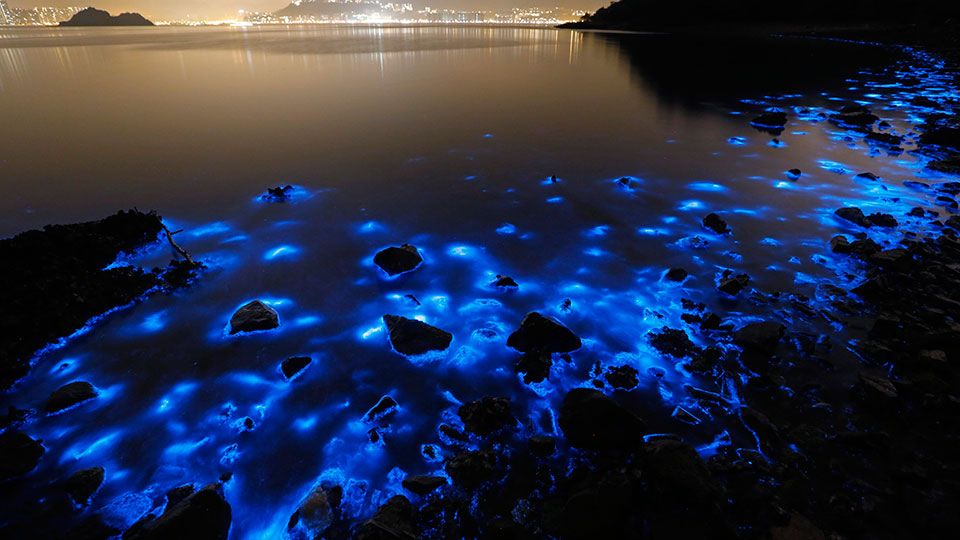 טוויטר Trip To Taiwan בטוויטר Say You Ve Seen The Blue Ocean Only After Visiting The Phenomenon Blue Tears In Matsu Islands Travel Taiwan Triptotaiwan Ocean Matsu Blueocean Islands Https T Co Seiskffcqo