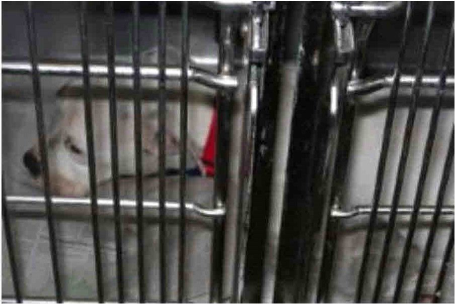 Newark NJ pound director charged with 8 counts of animal cruelty: pix11.com/2017/11/15/exe…