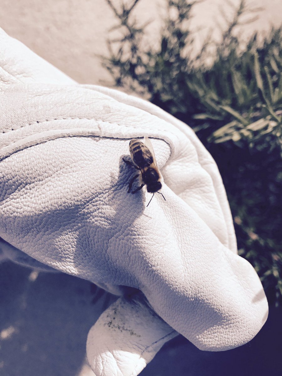 steeleandhops's tweet photo. Got in the honey super yesterday just in time for the rain. 🌿🐝#beeparty #steeleandhops https://t.co/iMOeJh3dvz