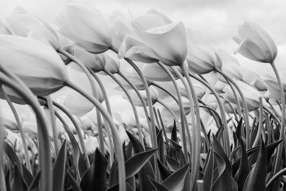 TheVOBProject's tweet image. #photosforfreedom #thevoicesofbutterflies #flowers #photography #etsy #art Visit our shop! etsy.me/2hCs6EA