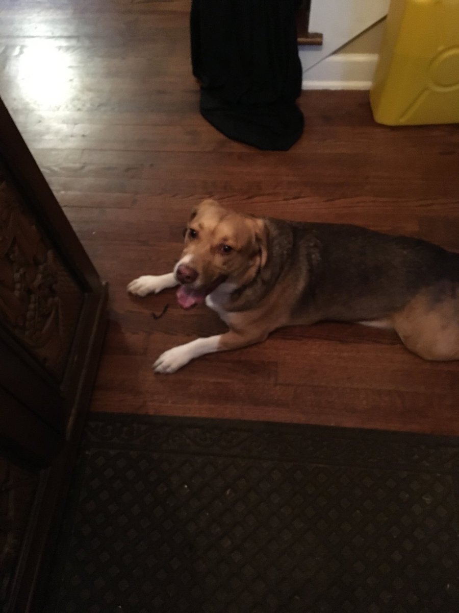 LVMGreen's tweet photo. Flash greeted us at our door. If you recognize him please inbox me. https://t.co/QXRdfBxgEd
