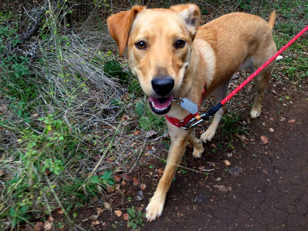 HOTLRmedia's tweet photo. Faline is looking for a special family who can help this shy girl shine! She’s available for a private meet and greet - email us! #yellowlab https://t.co/yzVRhtZzsO