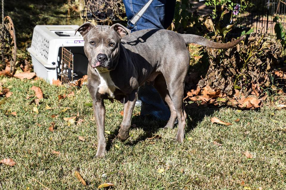 SilverDirewolf1's tweet photo. Loretta. 2 Year Old Little Pit Mix Female. She is not going to get very big...about 40-45 pounds. She is ready to go once she gets a little more weight. She gets along with most other dogs but No Cats! Very sweet but sometimes a little shy Visit https://t.co/rmP2OdbPFc https://t.co/aQBfYnf9Dp