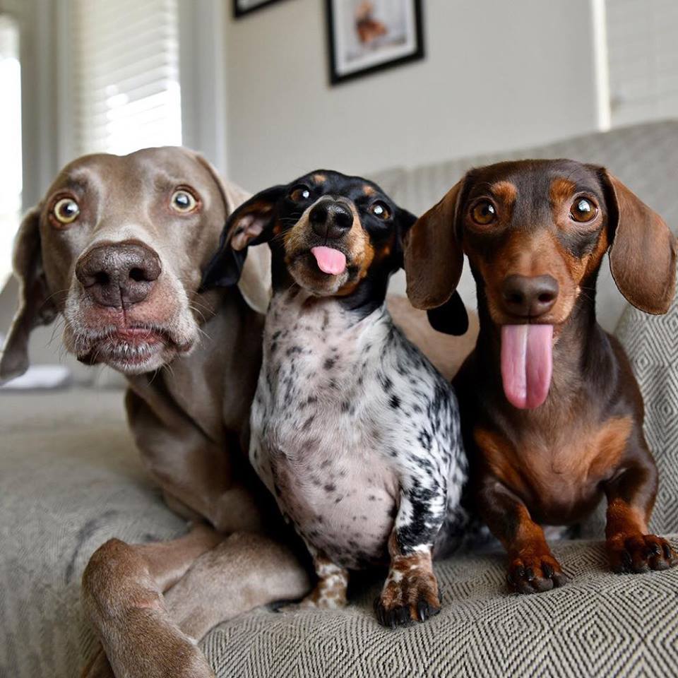 Only 3 more days until you get to see this adorable trio in person at PetCon NYC!

Photo: <a href="/harlowandsage/">Harlow and Sage</a>