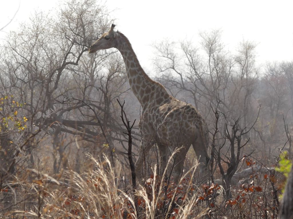 Where oh where are all the Zimbabwean giraffes? Finally spotted one in #Gonarezhou Park. #EpicZimbabweJourney <a href="/IFWTWA/">IFWTWA</a> <a href="/ZimParks/">Zimparks</a>