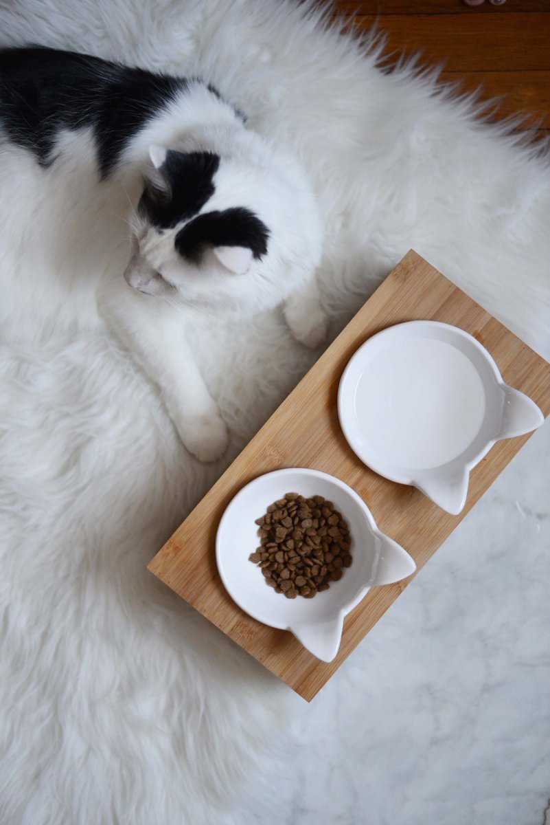 IAMS's tweet photo. Breakfast time! Start your day w/ the #IamsDifference - better digestion, soft & shiny coat & increased playfulness! https://t.co/dDYJzeTlmT