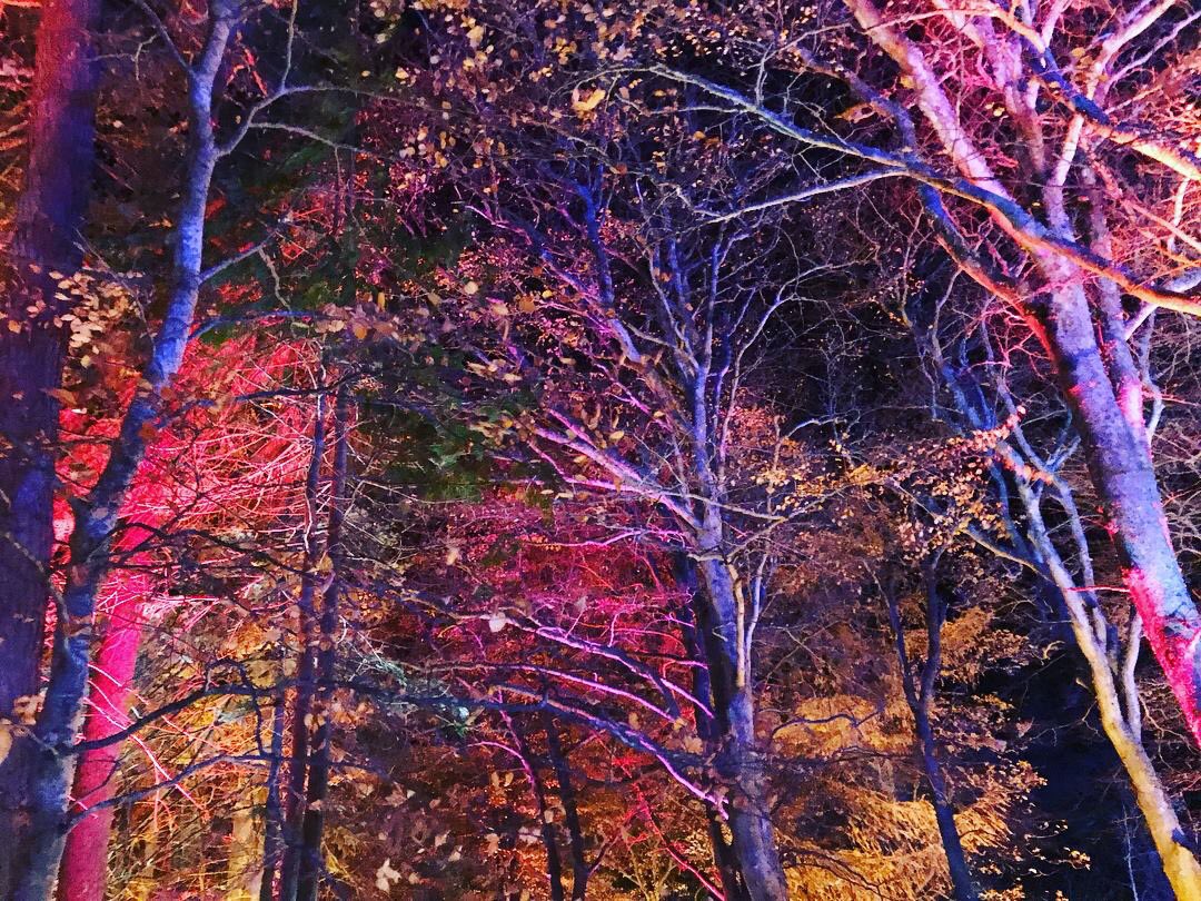 amympeters's tweet image. Lovely evening exploring @ColoursofCluny in #Forres! On till Sunday - well worth a visit (ran by the community too)! 🌈🌲