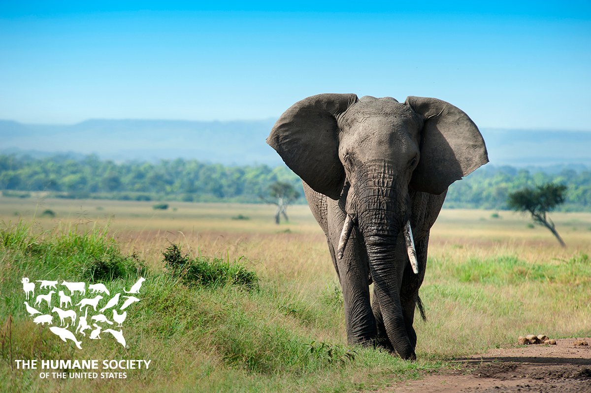 humaneworldorg's tweet photo. Elephants are on the list of threatened species and the U.S. government is giving American trophy hunters the green light to kill them. 😞 https://t.co/AT3gRaYHo2 #WildlifeWednesday https://t.co/DofKn3Abyo