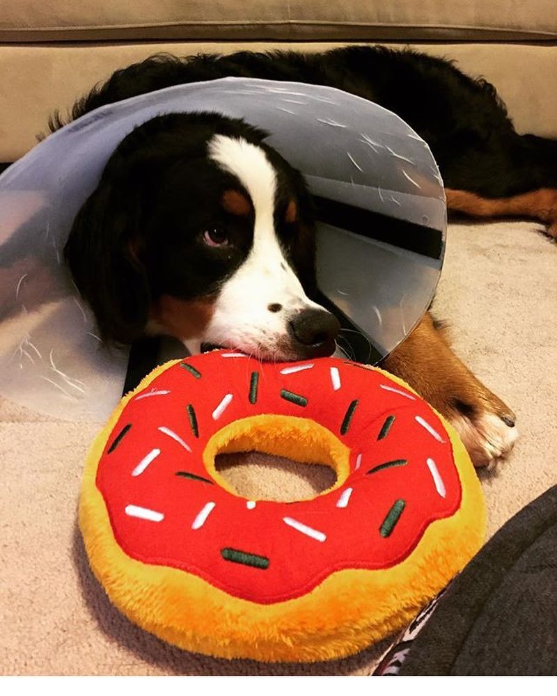beatrixandmidge's tweet photo. When it comes to portion size, @hello.mochi.bmd believes that more is more—even when enconed. #bernerbrain https://t.co/SNBfVmvRC1 https://t.co/tHN6vifsBN