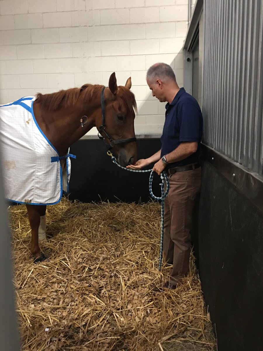TeAkauRacing's tweet photo. Gingernuts' Update - we've just sent Jerry's owners these pics taken  this morning which we can now share with you, his wonderful supporters  who have shown so much love &amp; concern for him.  Just look at this  dear boy, such a wonderful patient - heal well #Jerrylove #luckytohaveu https://t.co/ppJAondWM8