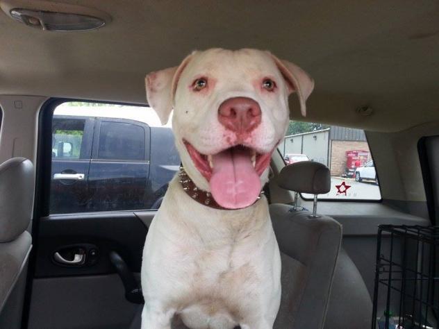 SilverDirewolf1's tweet photo. Mo is just a big goofy fun loving boy who needs  room to run and some kids/dogs to play with! Mo is a big boy and would do best with kids. He is a sweet gentle giant who don't realize his own size and just wants to be your buddy! Interested in adopting? https://t.co/rmP2OdbPFc https://t.co/hBQpcbLutN