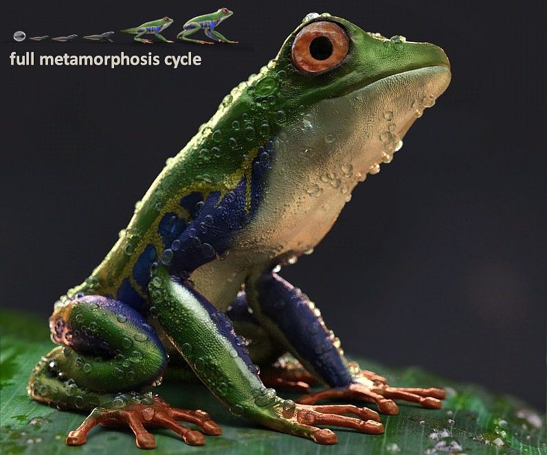 Cubebrush's tweet photo. Check out this Amazon Tree Frogs and Tadpole pack with high resolution textures, different texture patterns, several poses and morphs, and a set of additional figures to add egg colony, water drops and dirt clusters to the frog's body. https://t.co/1mJusUi86e #gamedev #gameart https://t.co/GFOC5pUOVv