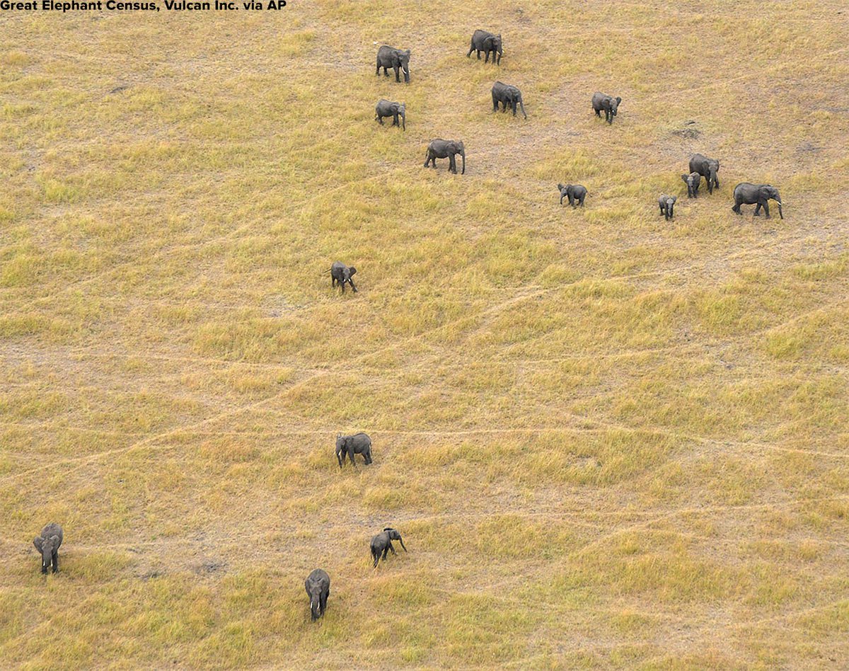 ABCPolitics's tweet image. Trump administration plans to reverse Obama-era ban on import of elephant trophies from Africa. abcn.ws/2hwDGgP