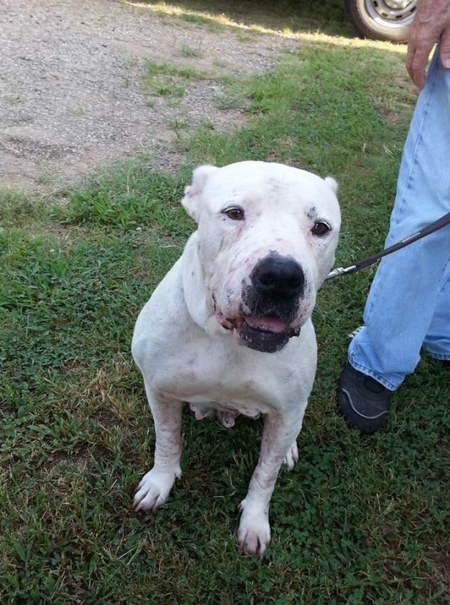 SilverDirewolf1's tweet photo. Essie is a sweet American Bulldog mix girl. Essie is an older girl, around 6 years old, but she still loves to play. She is great in the house, potty trained. Essie is okay with some dogs with proper  introductions. Interested in adopting? https://t.co/rmP2OdbPFc https://t.co/DKTFfyUsRf