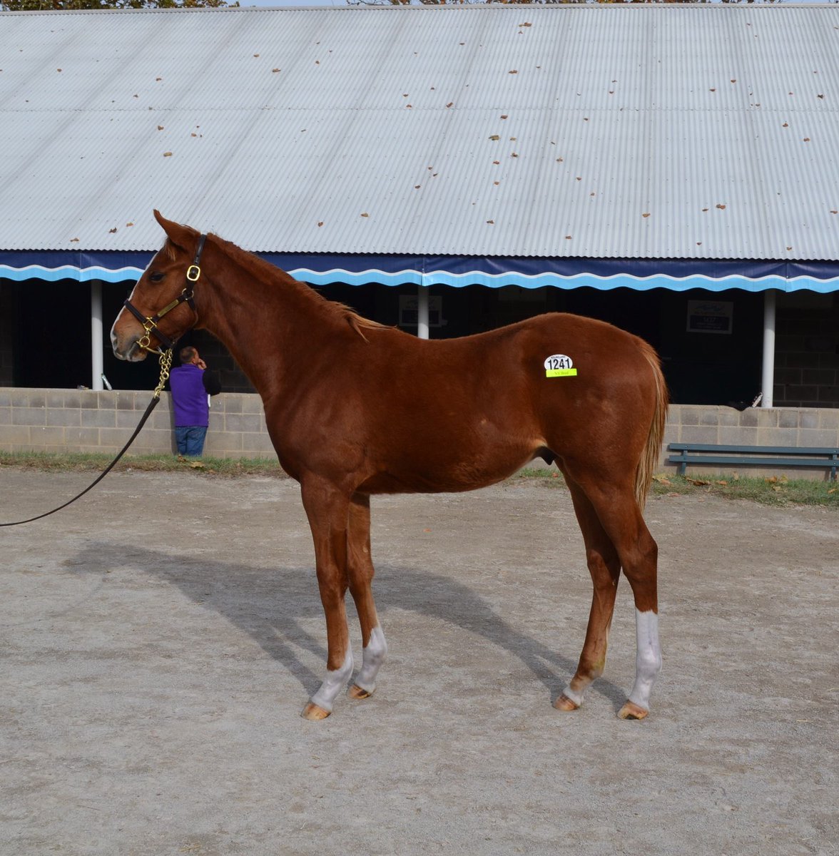 obstables's tweet photo. Couldn’t be happier with the purchase of this NY bred Lea colt from @WoodfordTbreds @claibornefarm @keenelandsales https://t.co/dBQJwB7eV2