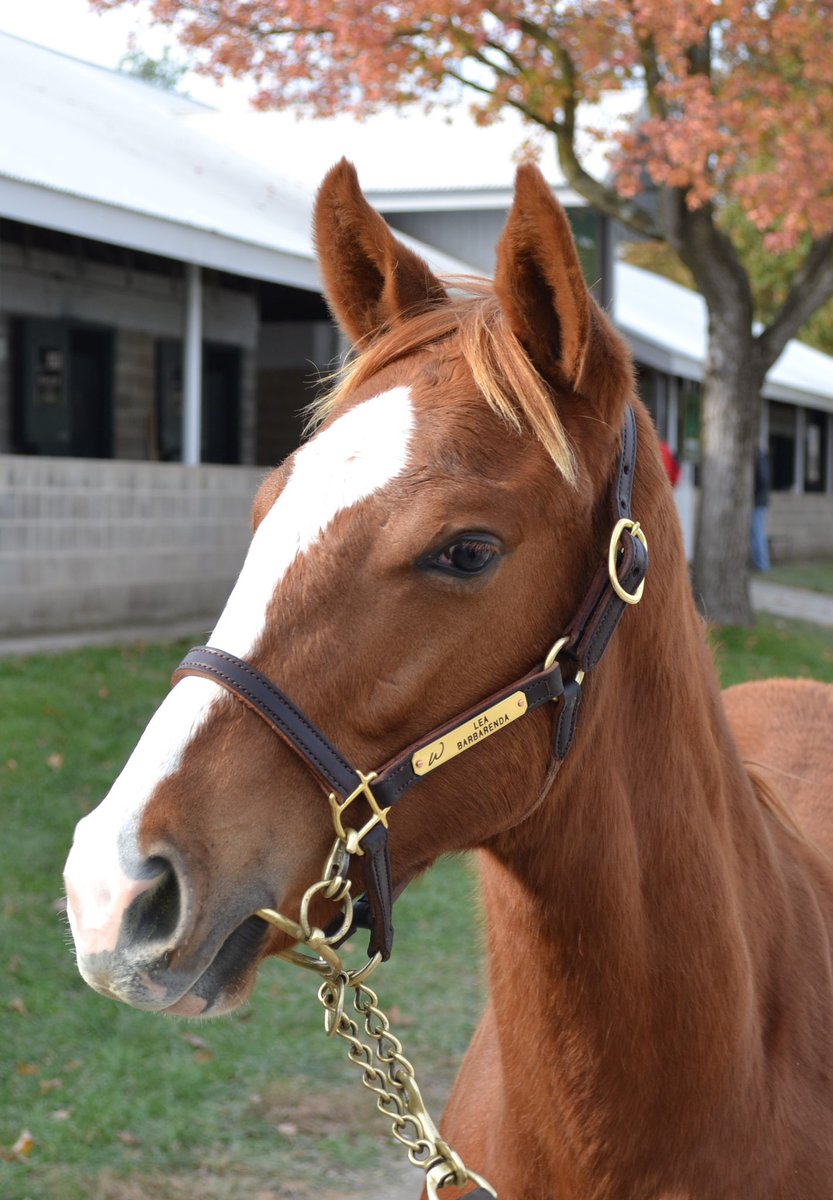 obstables's tweet photo. Couldn’t be happier with the purchase of this NY bred Lea colt from @WoodfordTbreds @claibornefarm @keenelandsales https://t.co/dBQJwB7eV2