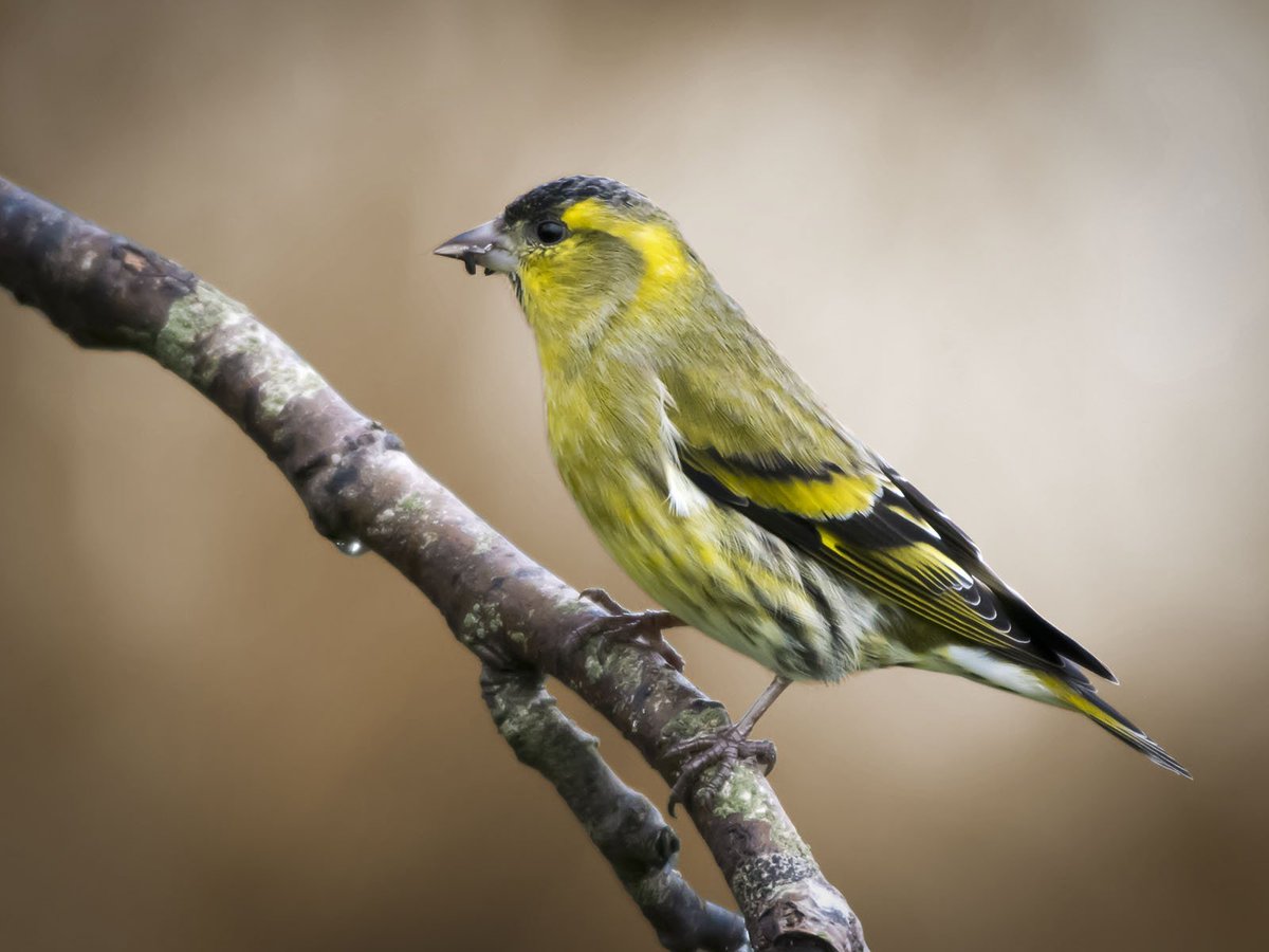 JPD_Photography's tweet photo. Siskin taken today @LlynBrenig @iNatureUK @wildlife_uk @britishbirds @birds_uk @BritishBirdscom #NorthWales #Birds #NikonD500 https://t.co/3WrUUlLCHr