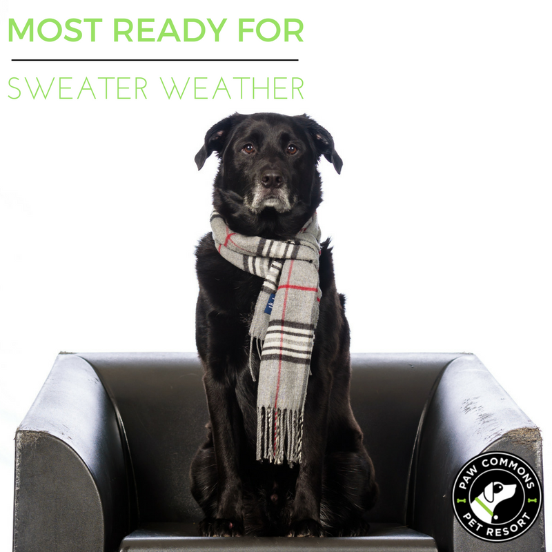 PawCommons's tweet photo. This pup can't wait for temperatures to drop in #SanDiego! ❄️  #sweaterweather #dogsoftwitter #rollcallwednesday #pawcommons https://t.co/kLZZ9lhBmU