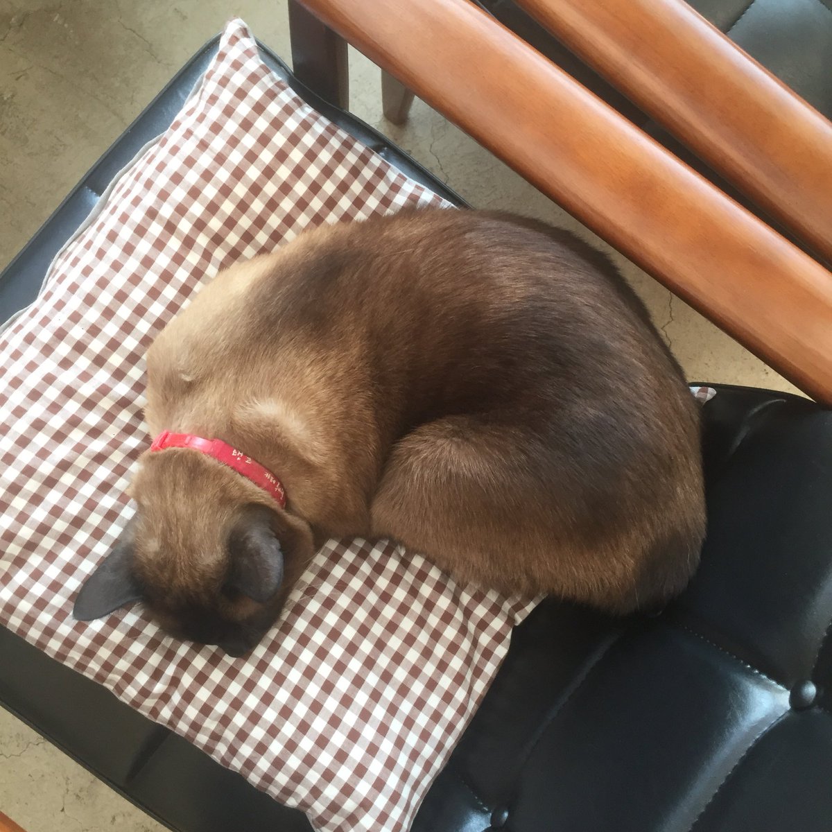 고양이 이렇게 말고 자는거보면
내마음도 또똣해지면서 좋다 ♥️