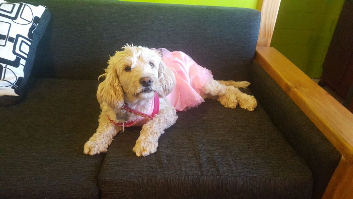 Adopta a Lulú, mira que es linda y tierna 😘😘😘
Dale un hogar, tú sé su familia humana. 🙏🙏🏠🏠
Interesados llamar al 942651683
#Santiago
RT <a href="/santiagoadopta/">@santiagoadopta</a> <a href="/AdoptemosCL/">AdoptemosCL</a> <a href="/adogtamecl/">adogtame</a> <a href="/Adogta_me/">Adogta.me</a> @dresan_alavaz <a href="/iklare/">Iván Manríquez Klare</a> <a href="/Rebeca2402/">Rbk🐞</a> <a href="/vrojaso77/">Verónica Rojas Orellana</a> @MarciaVargasS <a href="/ver65/">vero</a> <a href="/sanpaola/">paola</a>