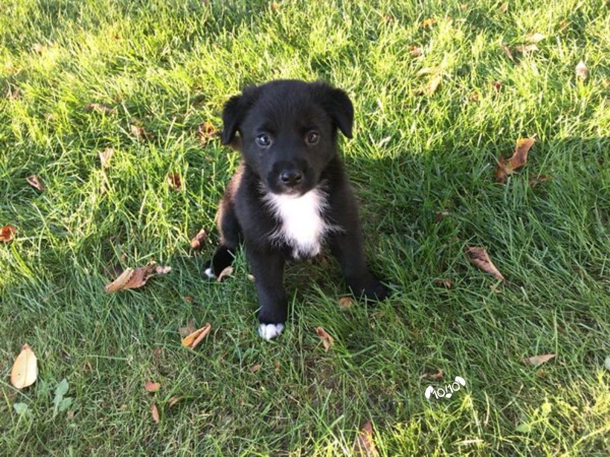 dog_rates's tweet photo. This is Jozy. She learned how to wave today. 13/10 simply breathtaking https://t.co/Cl4wLgUbXv