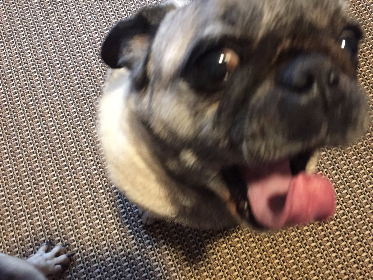 aimeedars's tweet photo. @HamiltonPug @tuesdaythepug @tucker_pug Congratulations, lucky winners! As always, @HamiltonPug, thanks for hosting. See you pals next week! We're now off to sleep! https://t.co/HpdYn1hysG