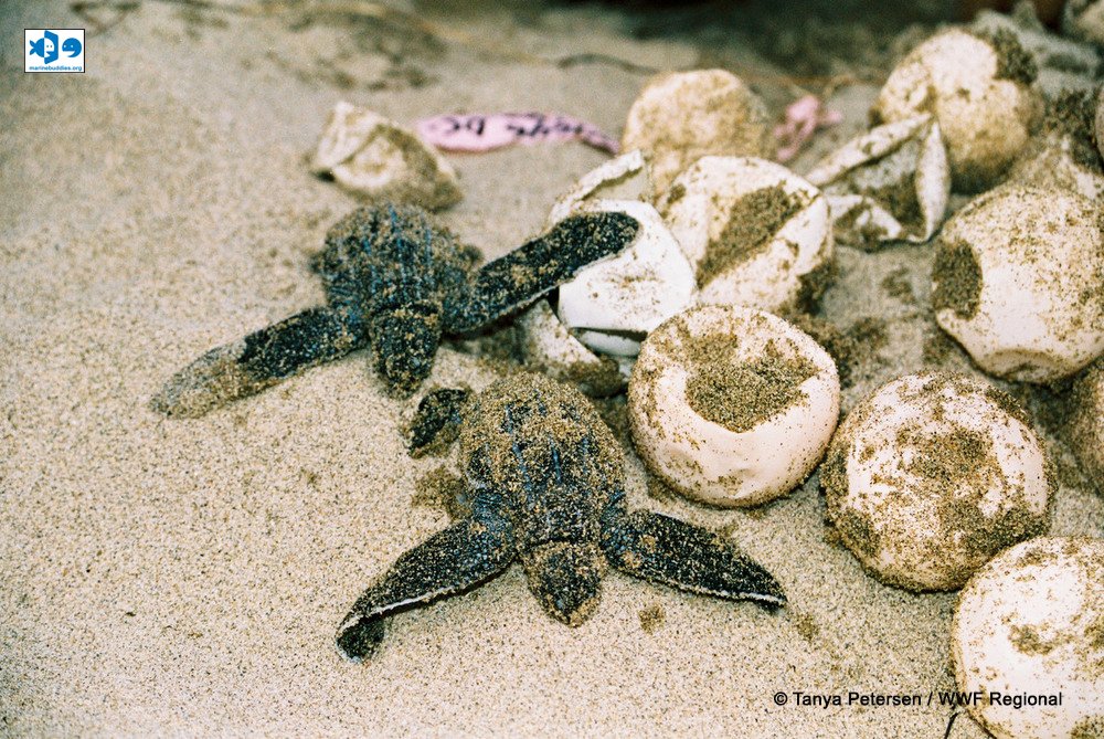 Marine Buddies tweet media