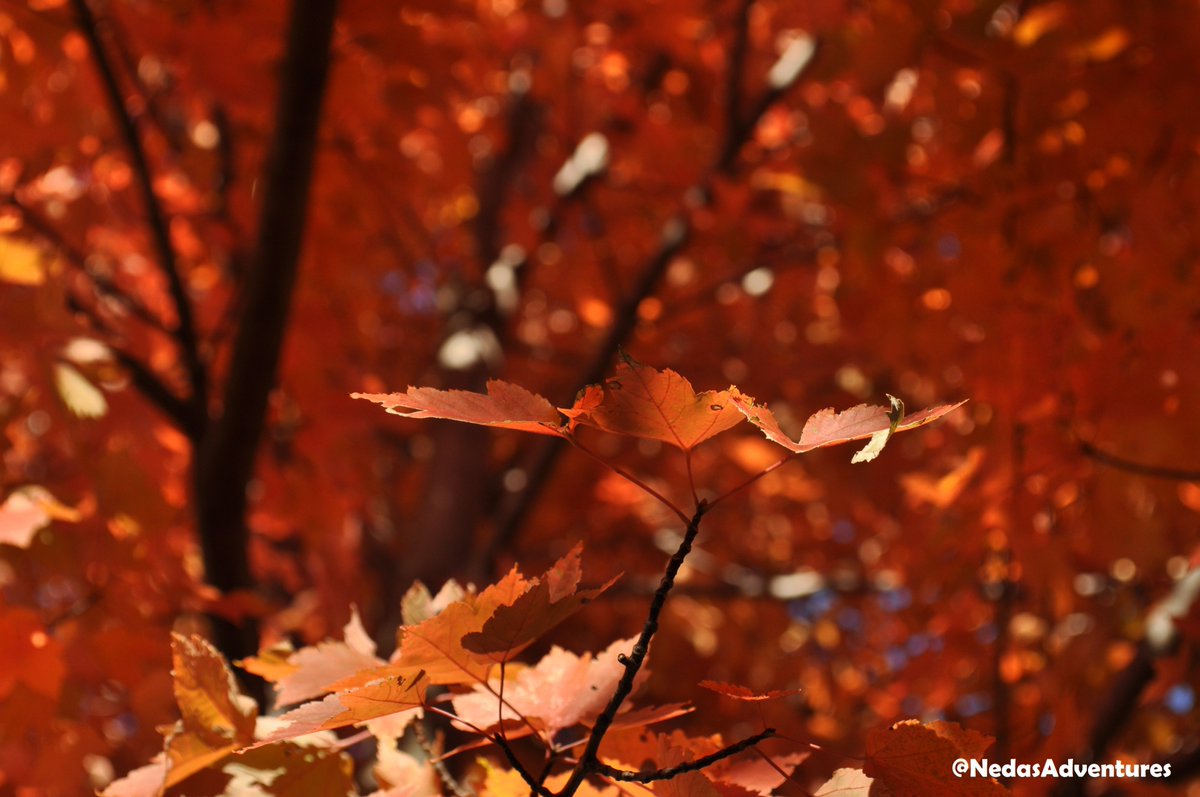 nedasadventures's tweet photo. Taken on my old but trusty #NikonD5000 while traveling on the east coast πΈππ @NikonUSA #FallFoliage #NikonFallVA #Nikon #vacation #Nikon #NikonLove #DSLR #IDidSomethingGood #Leafspam https://t.co/vNfibWR87c