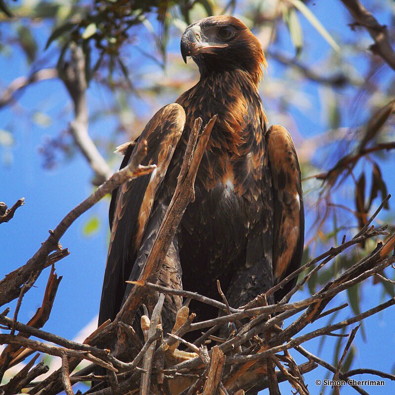 Tune in to @ABCGoldfieldsWA to hear about #MartuCountry #eagles now! @abcnews @abcperth #WhereWedgiesDare #WedgetailedEagle #wildoz