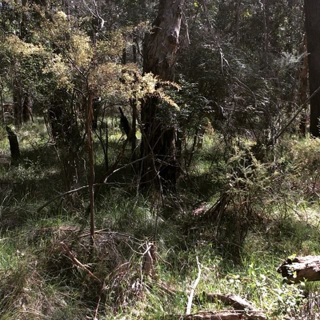 BranchOutAdv's tweet photo. Oh deer! Can you spot it? #australianbackyard #gobranchout #wildlife #australianadventures #bushwalk #parksvictoria https://t.co/dBxjSgLx6d