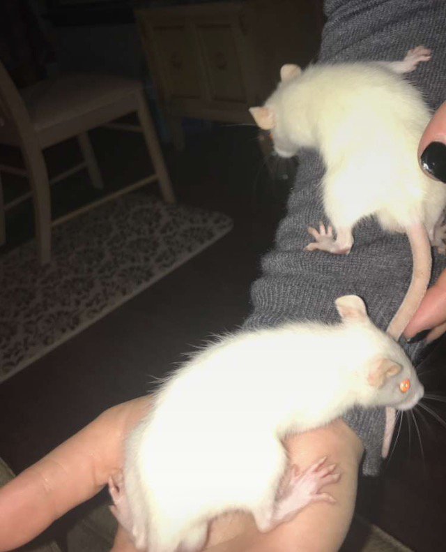 jadenic8's tweet photo. The newest additions Rick &amp; Morty ❤️🐭🐭 https://t.co/HpOl03y04a