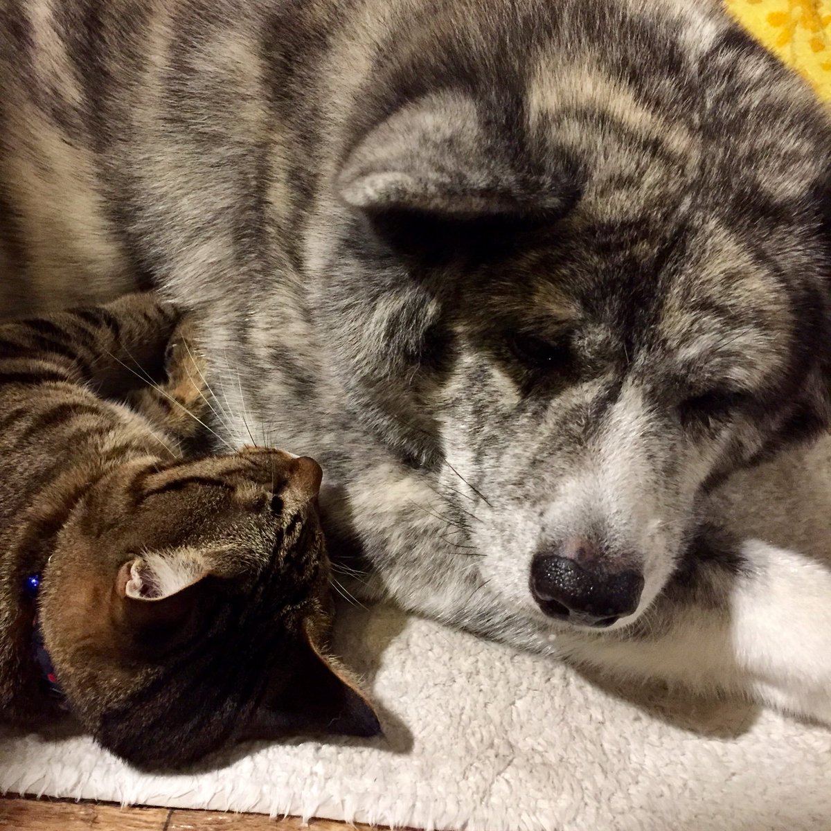 La Primavera ふみふみ りじゅちゃんをふみふみ りじゅちゃんのお腹はあったかーい 優しく見守る秋田犬の凛樹 いつもありがとう ニャアーちゃんは幸せです ホットカーペットは最高ね