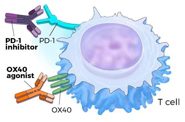 The timing and sequence of two immunotherapy drugs are critical when using in combination, a mouse study suggests: cancer.gov/news-events/ca…