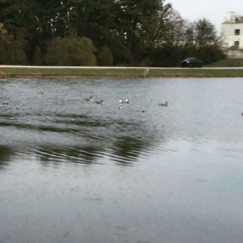 mrsteveoh1's tweet photo. #duckbutt #duckbutt #whatmrsteveohsees https://t.co/BRtMfNvveS https://t.co/nJLcJGLKkn
