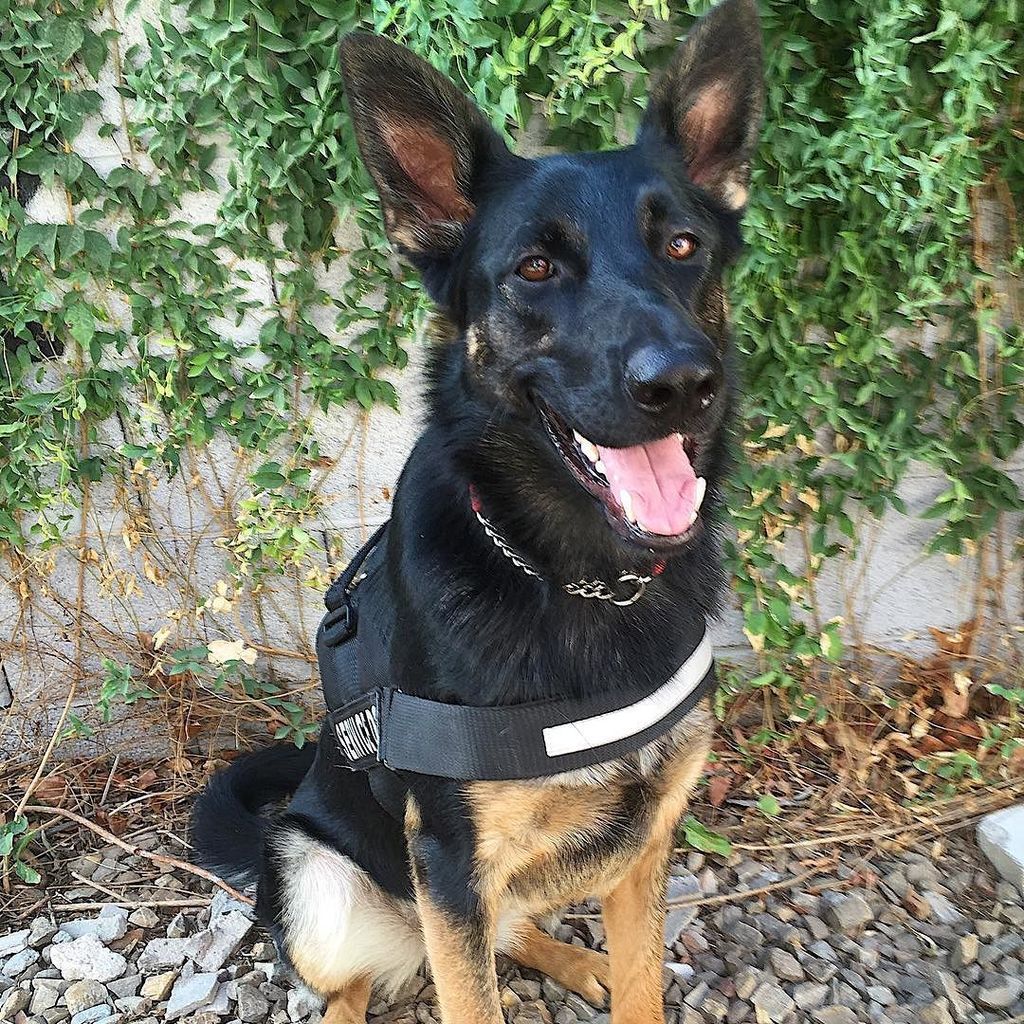 LifeUnleashedK9's tweet photo. K9 Scout is a beauty with some serious #swagger. No joke: she’s got a 😎 cool factor to rival Steve McQueen and the heroic spirit of Wonder Woman. #strongindependentwoman https://t.co/lwPHH7t51S