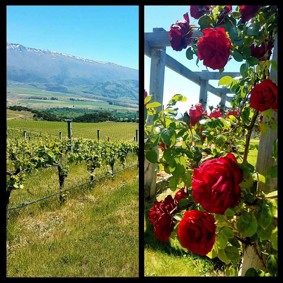 Another beautiful day at our Home Vineyard in Benidgo, Central Otago! We are about two weeks ahead of last year in terms of growth #2017