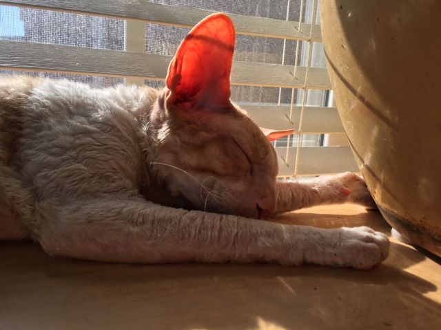 Renee Grant-Williams Voice Studio tweet media