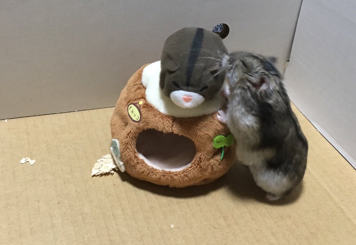 tyan_mii_hamu's tweet photo. 昨日の部屋んぽみぃちゃん🐹
ぬいぐるみに｢ちゅ～❤」しているよ🐹💓 https://t.co/nGQ5vGPXkK