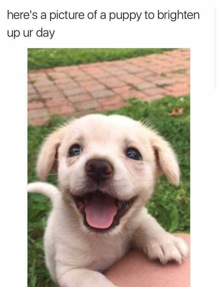 #puppy #love #smiles #positivethinking #cutepuppy #lovedogs #happyThursday