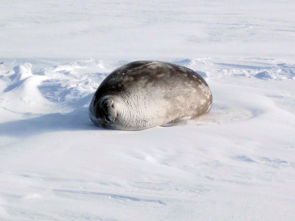 Want to be a citizen scientist and help Antarctic scientists with their Weddell Seal Count? Get involved at bit.ly/2rkEwUU then join us on the <a href="/LEARNZ/">LEARNZ</a> #learnztrip to #Antarctica with <a href="/AntarcticaNZ/">AntarcticaNewZealand</a> go to bit.ly/2hvWEnO