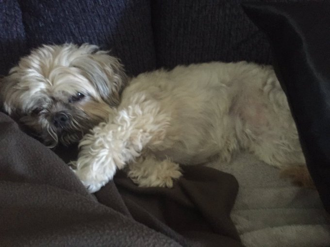 @BabygirlKara1 😢🐕😢 OMGosh 😢🐕😢              DOG'S RULE 💗🐕💗 OMGosh 💗🐕💗 Even in this HORRIBLE News 🙏🐕🙏 Goodbye<a class="tags" href="/tag/babygirlkara1">@babygirlkara1</a><a href="/tag/footfetish"class="tags"><span>#footfetish</span></a><a href="/tag/feetlove"class="tags"><span>#feetlove</span></a><a href="/tag/snapchatstories"class="tags"><span>#snapchatstories</span></a><a href="/tag/toesu"class="tags"><span>#toesu</span></a>