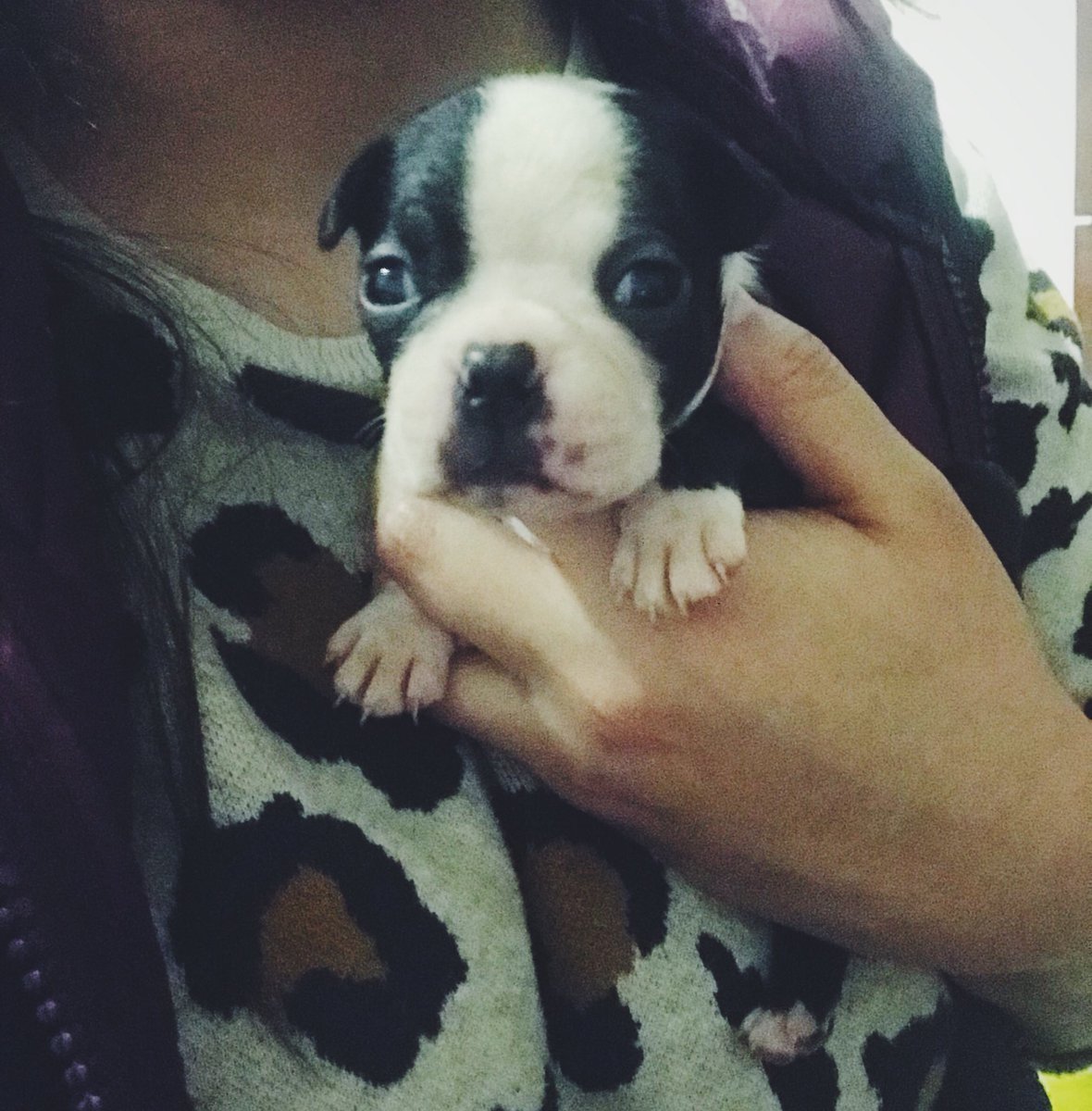 deeguez's tweet photo. hoy bebé cumple 3 semanas de vida 😍 #bostonterrier https://t.co/Eb986WYYCX