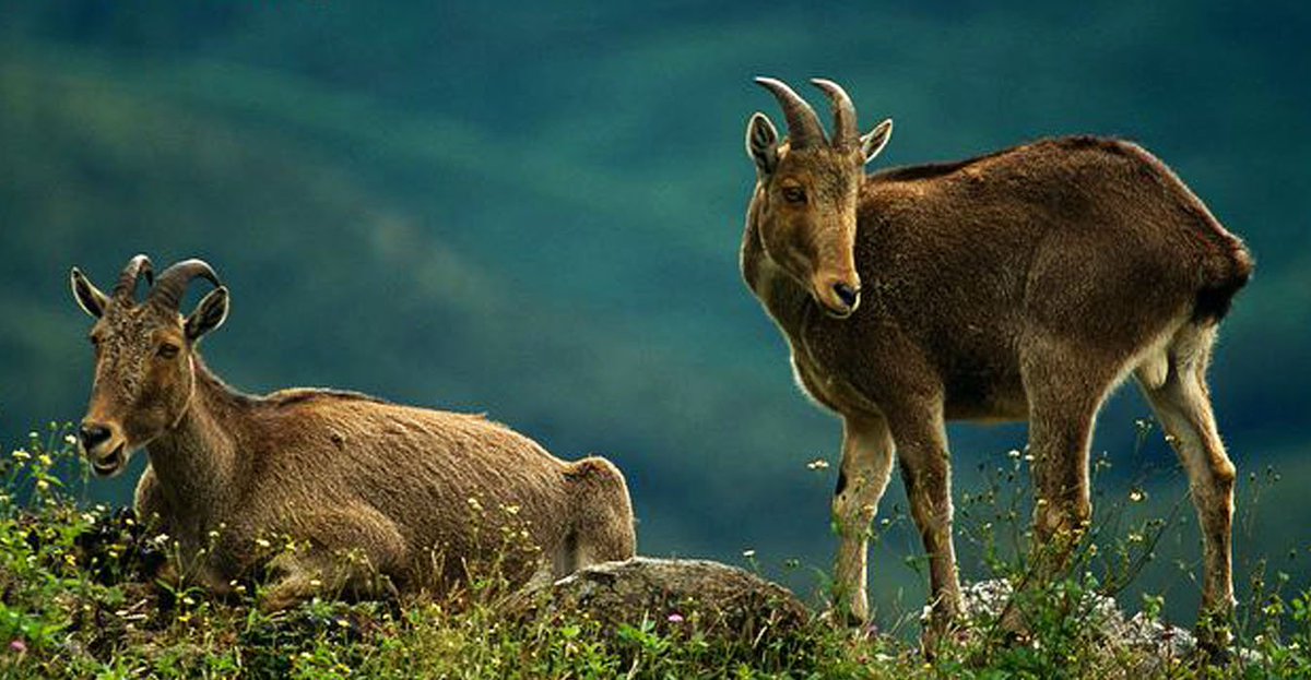 Valparai Tourism auf Twitter: „#DidYouKnow, The state #animal of #TamilNadu is #NilgiriTahr. வரையாடு in #Tamil. You can see it on the roadsides when you're coming up to #Valparai. Image credits : Ian Valparai Tourism auf Twitter: „#DidYouKnow, The state #animal of #TamilNadu is #NilgiriTahr. வரையாடு in #Tamil. You can see it on the roadsides when you're coming up to #Valparai. Image credits : Ian