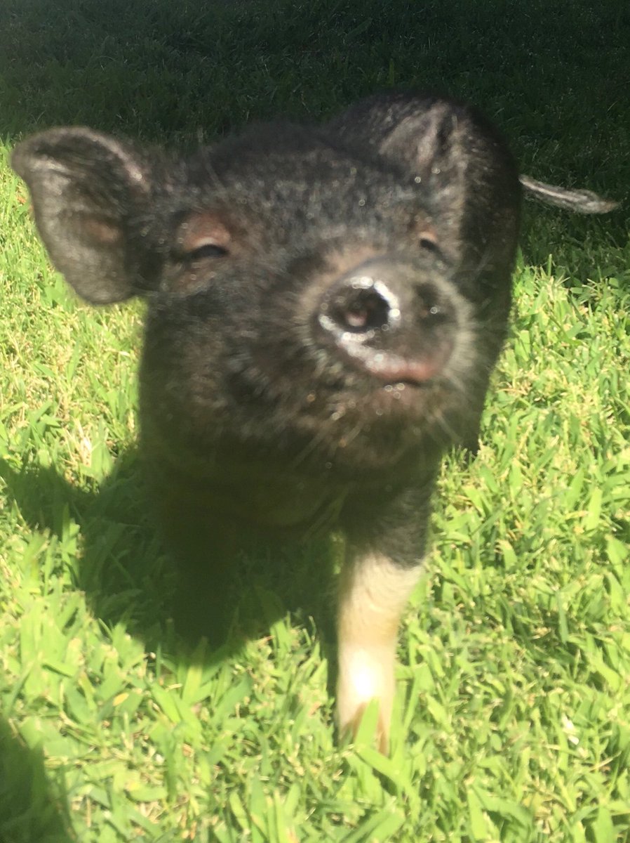 brittanydocken's tweet photo. Hey @LaraBricker, how about a #pigoftheweek? Her name is Petunia. She likes snacking, snuggling and providing weekly oinking commentary to @CrimeWritersOn for her parents. Keep up the great work!

https://t.co/8q7Lpn3wOH https://t.co/mqdjRV92Nt