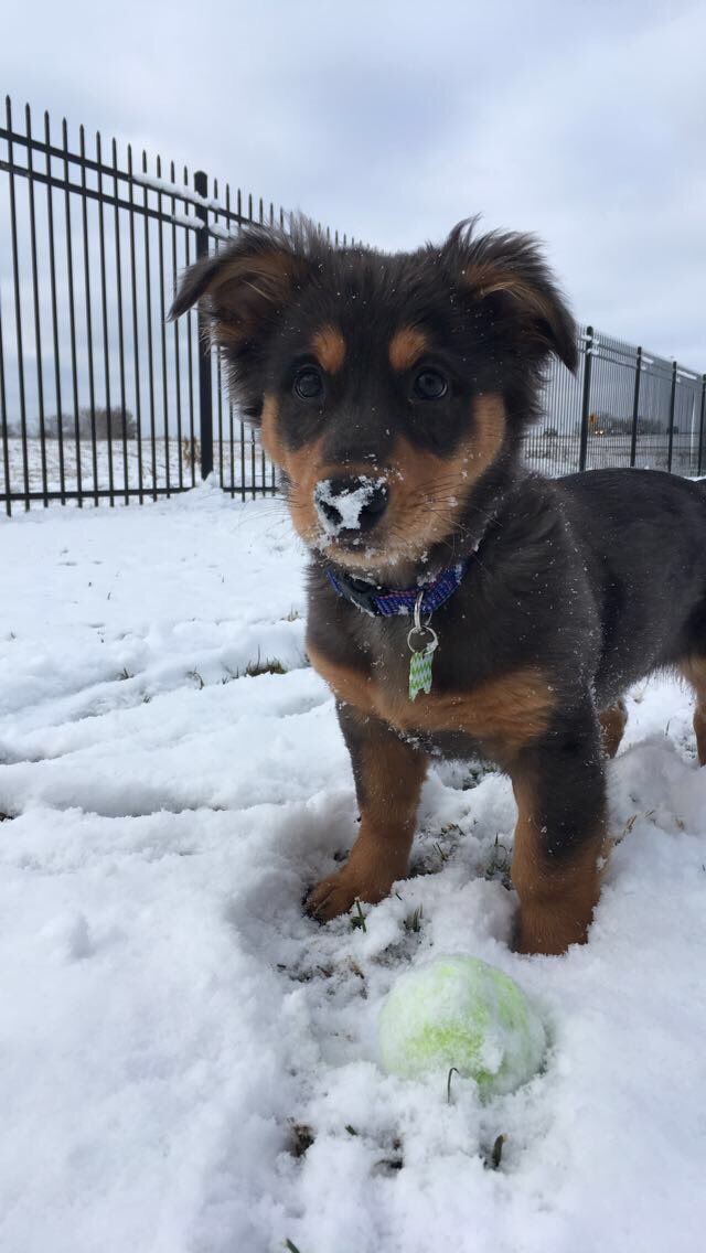 amiles116's tweet photo. #LLBeanPuppyContest https://t.co/FMzT4OusR8